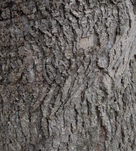 Fundo Madeira Velho Textura Frenagem Árvore — Fotografia de Stock