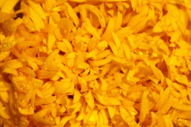 Arka plan ve sonra yağmur damlası ile sarı kadife çiçeği dokusuna