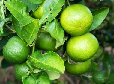 Grup yeşil limon ile gövde üzerinde kadar bulanık kapatın. Limon flavonoidler zengindir. İnflamasyonu azaltmak için yardımcı olur. Ve kan basıncı kontrolü. Mikropların yayılmasını inhibe yardımcı. Başında kanser önleme.