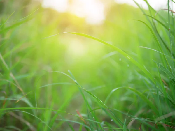 Fondo Abstracto Naturaleza Verde Borroso Con Efecto Rayos Solares Hierba — Foto de Stock