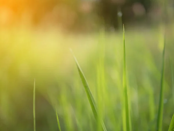 Fondo Abstracto Borroso Con Efecto Rayos Solares Por Mañana Naturaleza — Foto de Stock