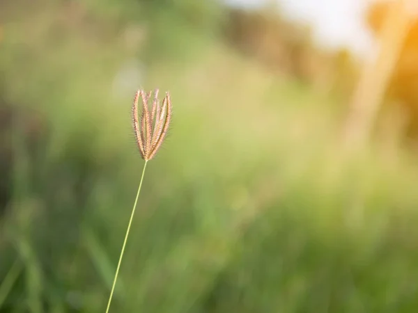 Rumput Bunga Pada Latar Belakang Kabur Dengan Efek Sinar Matahari — Stok Foto