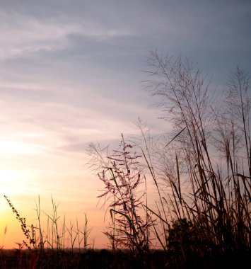 Akşam alacakaranlık ile çim alanı kapatın