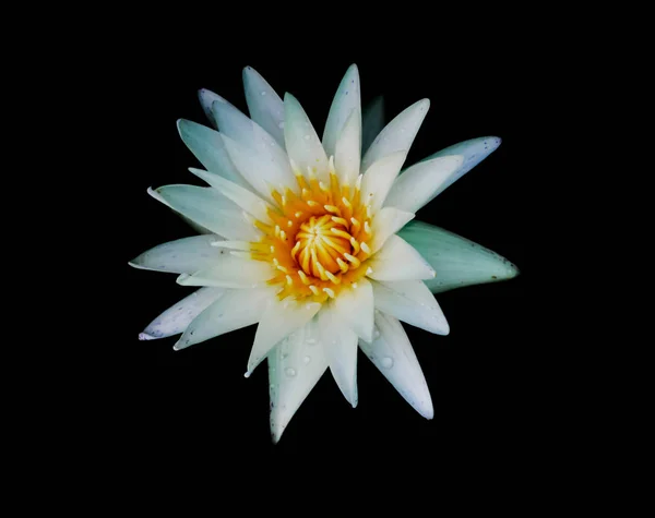 A white lotus with yellow pollen on the black background