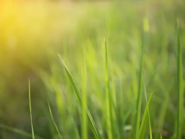 Embun Rumput Pada Pagi Hari Dengan Efek Sinar Matahari Dan — Stok Foto
