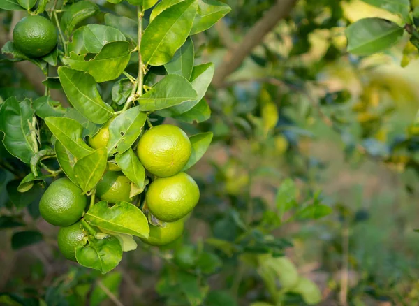 Gövde ve kopya alanı ile arka plan bulanık yeşil kireç kapatın. Limon flavonoidler zengindir. İnflamasyonu azaltmak için yardımcı olur. Ve kan basıncı kontrolü. Mikropların yayılmasını inhibe yardımcı. Başında kanser önleme.