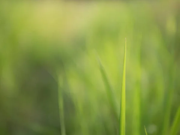 Rumput Diajukan Pagi Hari Pada Hijau Alami Dengan Pandangan Kabur — Stok Foto