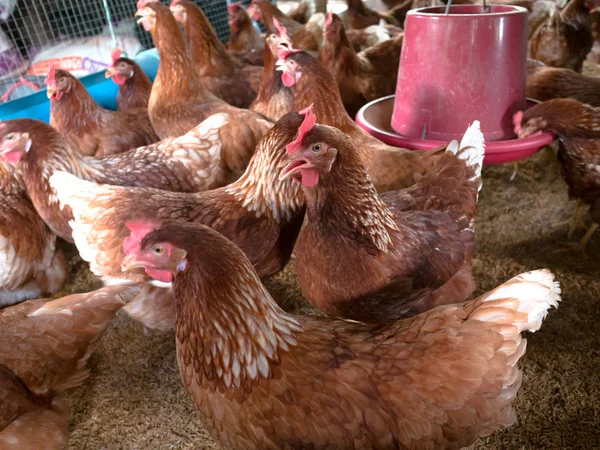 Das Huhn Isst Futter Auf Dem Hof Gibt Viele Hühner — Stockfoto