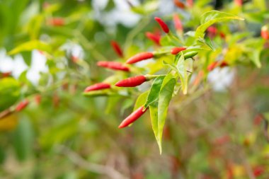 Kırmızı kuş biber barch yeşil ile yakından yapraklar. Piri piri veya Tay chili biber türlerden Capsicum annuum, Etiyopya ve Güneydoğu Asya boyunca yaygın bulunan bir güçlendirilmiş olduğunu.