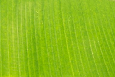 Arka plan ve muz yeşil yaprak dokusu