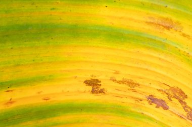 Arka plan ve doku sarı muz yaprağı ile görme bulanıklığı