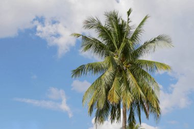 Mavi gökyüzü ve beyaz bulutlu hindistan cevizi ağacı