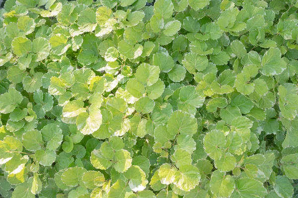 Polyscia Guilfoylei Baill Var Victoriaebaill는 트렁크 갈색으로 유래한 나뭇잎의 특성은 — 스톡 사진