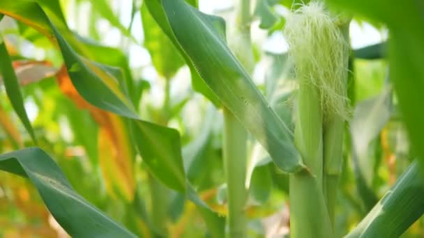 Baby Corn Pods Sunlight Morning — Stock Video