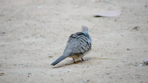 Dove Walking Ground — Stock Video