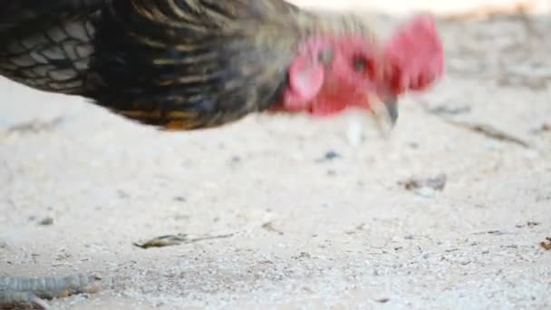Gros plan vieux poulet manger de la nourriture sur le sol 