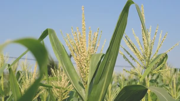 蓝天农场的玉米花 — 图库视频影像