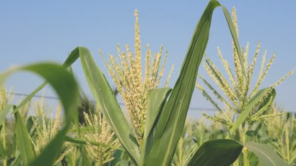 Flores Maíz Granja Con Cielo Azul — Vídeos de Stock