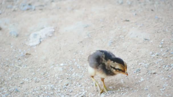 Chick Promenader Och Äta Mat Marken — Stockvideo