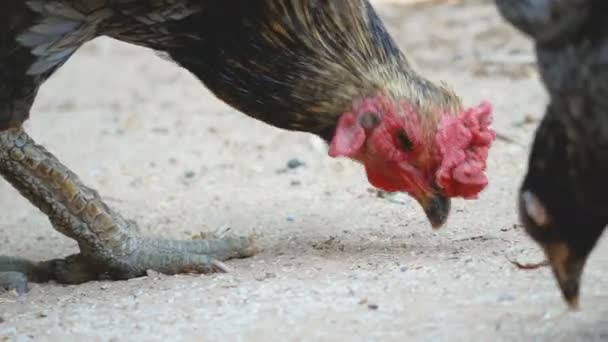 poulet regardant et marchant sur le sol 