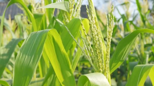 Закрыть Кукурузные Цветы Солнечный Свет Ветром Ферме — стоковое видео