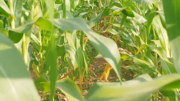 Caminhando Fazenda Milho — Vídeo de Stock