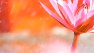 Kırmızı lotus yelken ile bataklıkta kapatın