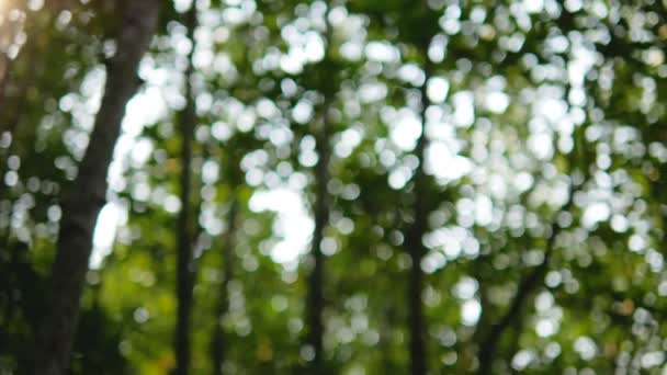 Bokeh Wazig Achtergronden Van Groene Bos Met Zonlicht — Stockvideo