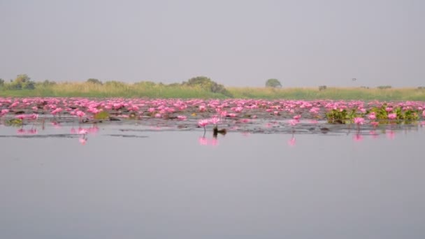 Viele Rote Lotusblumen Liegen Sumpf — Stockvideo