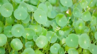 Centella asiatica salıncağın yanında Rüzgar