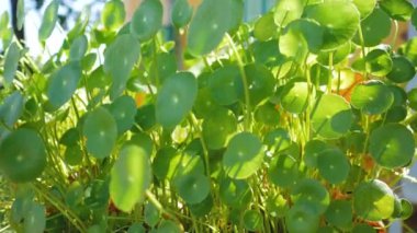 Centella asiatica salıncağın yanında güneş ışığı ile Rüzgar