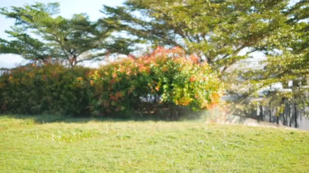 saupoudrer d'eau pulvérisée sur l'herbe avec un fond flou 