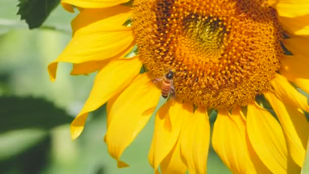Zonnebloem Pollen Bee — Stockvideo