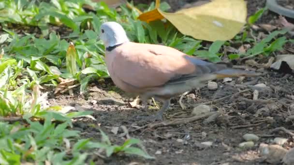 Pombo Caminhando Procurando Comida — Vídeo de Stock