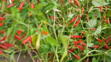 Capsicum annuum veya Chilli Padi'yi bulanık ön planda kapatın