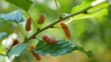 Dut rüzgarı sallayan dalda.