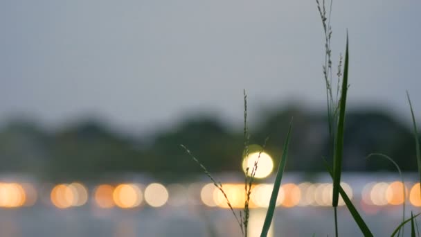 夕暮れ時の軽いボケを持つ草の花 — ストック動画