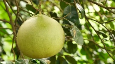 Yeşil bokeh arka plan ile kaynaklanıyor taze greyfurt kapatın