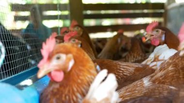 Çiftlikte su yiyen grup tavuklar