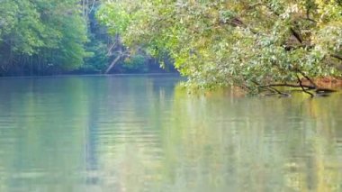 Mangrov ağaçlar su üzerinde parlayan güneş ışığı ile güzellik