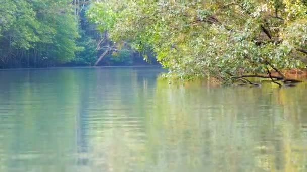 Schoonheid Van Mangrovebomen Met Het Zonlicht Schijnt Het Water — Stockvideo