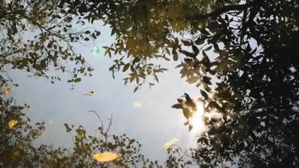 Refleksje Drzew Rzece Sunshine — Wideo stockowe