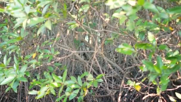 Luz Reflejada Desde Agua Afecta Tronco Del Árbol — Vídeo de stock