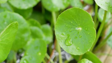 Centella asiatica centella, Asya pennywort veya Gotu kola bilinen bir otsu frost-ihale çok yıllık bitki bitki familyası maydanozgiller içinde vardır. Yerel sulak Asya için. Mutfak sebze ve bir medici olarak kullanılır