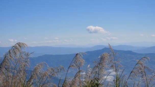 高山上的草和晨雾 — 图库视频影像