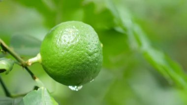 Yeşil limonlu çiğ bulanık arka plan üzerinde