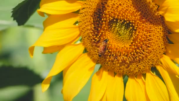 Sunflower Pollen Little Bee — Stock Video