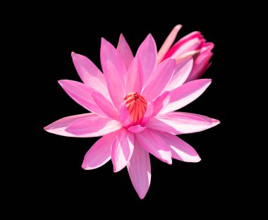 Çiçek açan ve siyah arka plan üzerinde kırpma yolları ile çiçekli kırmızı lotus çiçeği