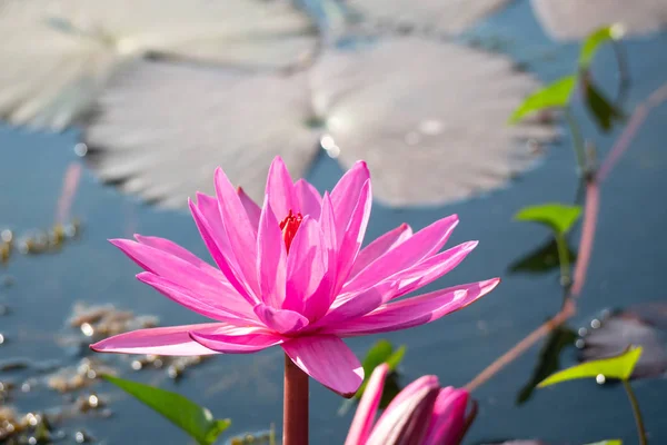 Flor Loto Rojo Floreciendo Canal Mañana — Foto de Stock