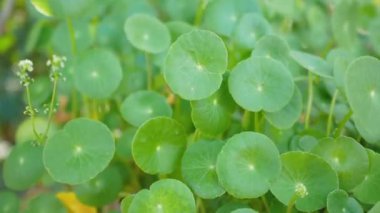 Centella asiatica salıncağın yanında Rüzgar